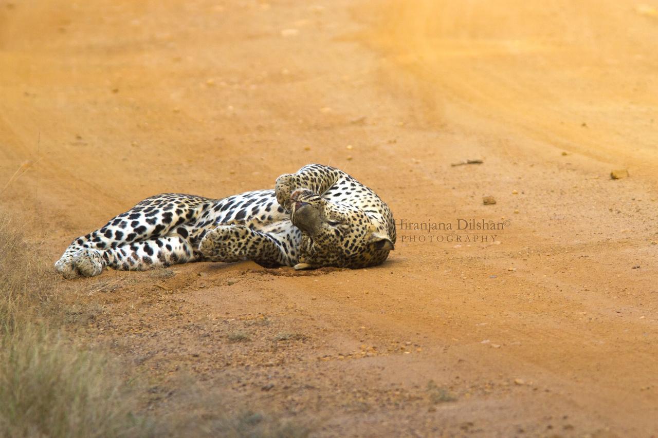 Willpattu Wild Watch Hotel Habawewa Ngoại thất bức ảnh