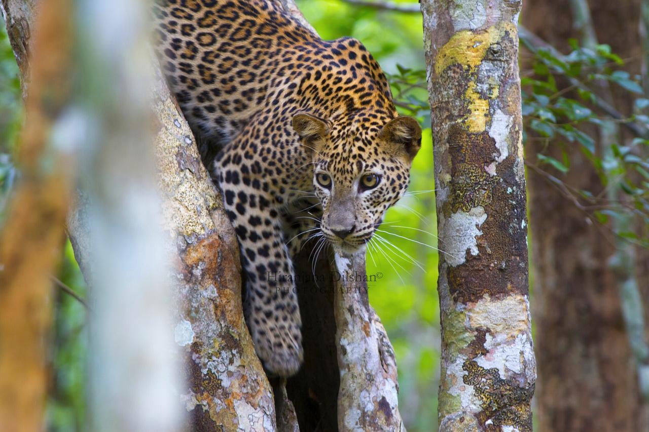 Willpattu Wild Watch Hotel Habawewa Ngoại thất bức ảnh